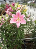 [1768 Striker No02.JPG]